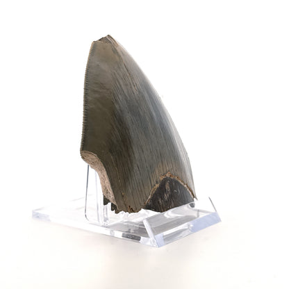 Megalodon Tandfragment uit Indonesië | 3,18 inch