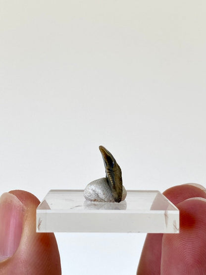 0.77" Galeocerdo Aduncus tooth fossil - FossilsAndMore