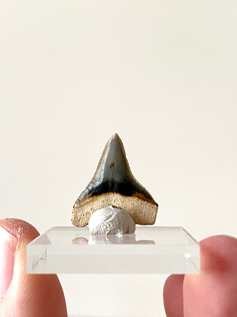 0.82" Bone Valley Bull shark fossil tooth - FossilsAndMore