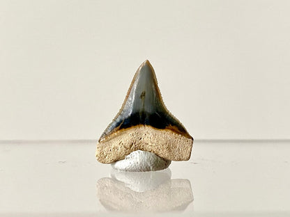 0.82" Bone Valley Bull shark fossil tooth - FossilsAndMore