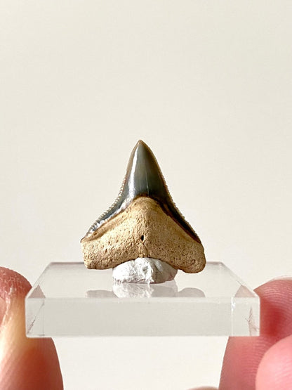 0.82" Bone Valley Bull shark fossil tooth - FossilsAndMore