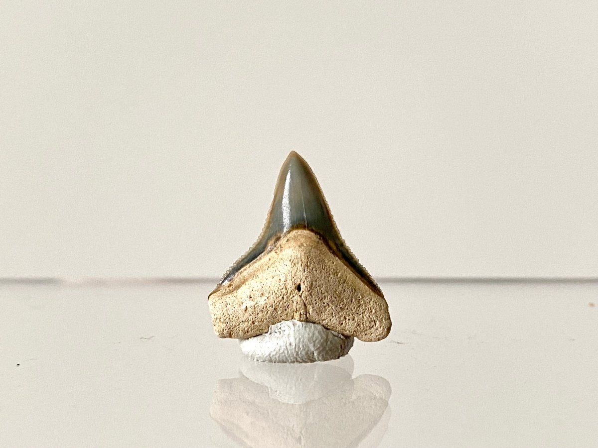 0.82" Bone Valley Bull shark fossil tooth - FossilsAndMore