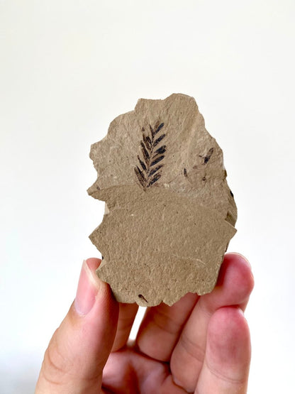 0.82" Metasequoia Dawn Redwood plant leaf fossil - FossilsAndMore