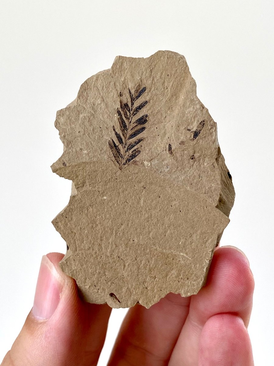 0.82" Metasequoia Dawn Redwood plant leaf fossil - FossilsAndMore