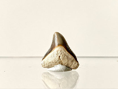 0.83" Bone Valley Bull shark fossil tooth - FossilsAndMore