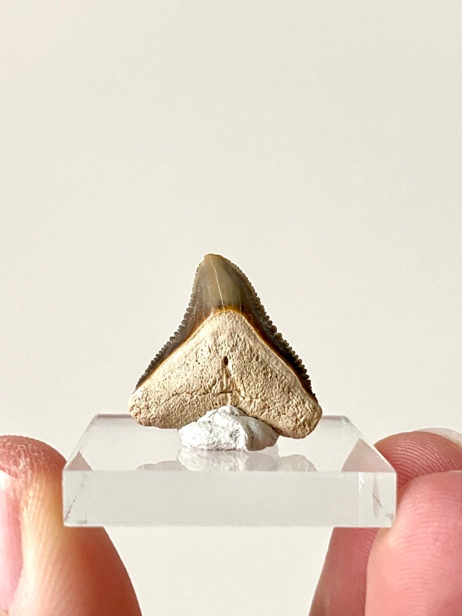 0.83" Bone Valley Bull shark fossil tooth - FossilsAndMore