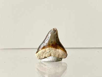 0.83" Bone Valley Bull shark fossil tooth - FossilsAndMore