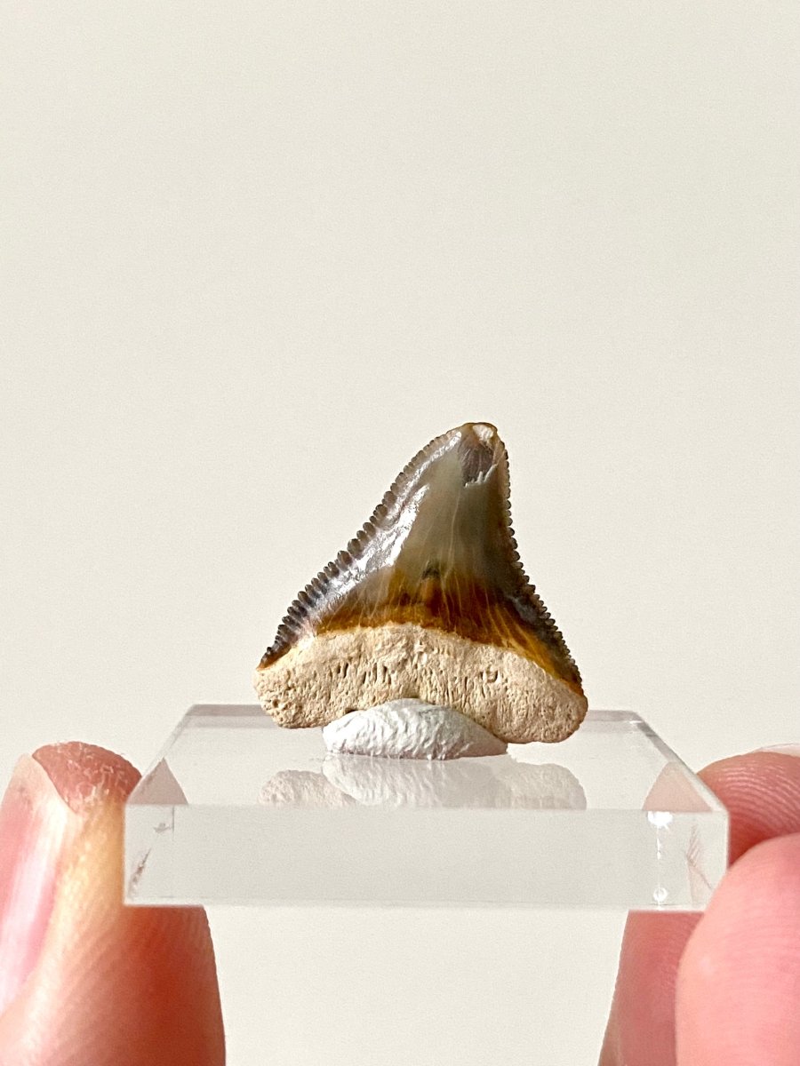 0.83" Bone Valley Bull shark fossil tooth - FossilsAndMore