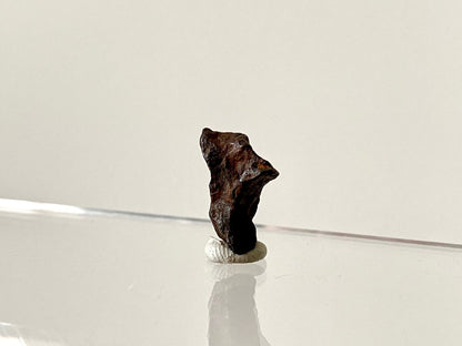 0.83" Canyon Diablo Meteorite fragment (2 Grams) - FossilsAndMore