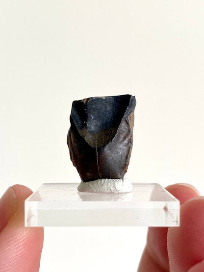 0.83" Triceratops Horridus fossil spitter tooth, dinosaur tooth - FossilsAndMore