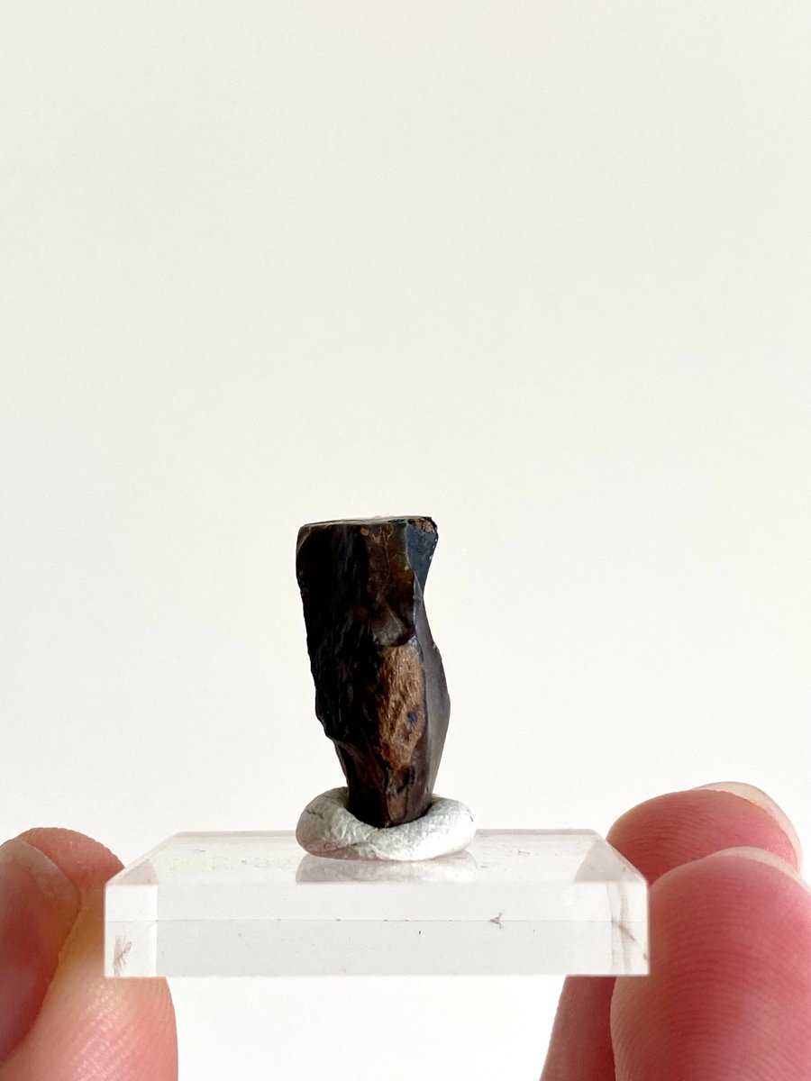 0.83" Triceratops Horridus fossil spitter tooth, dinosaur tooth - FossilsAndMore