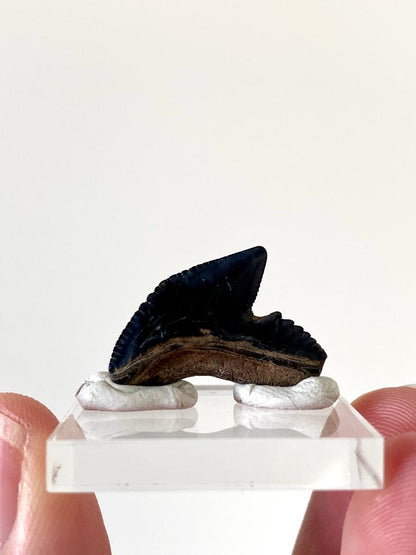 0.84" Galeocerdo Cuvier shark tooth fossil - FossilsAndMore