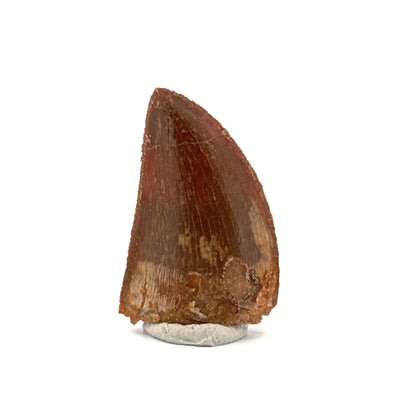 Carcharodontosaurus fossiele tand, Krijt dinosaurus tand uit Kem Kem Beds, Marokko (1,22 inch)