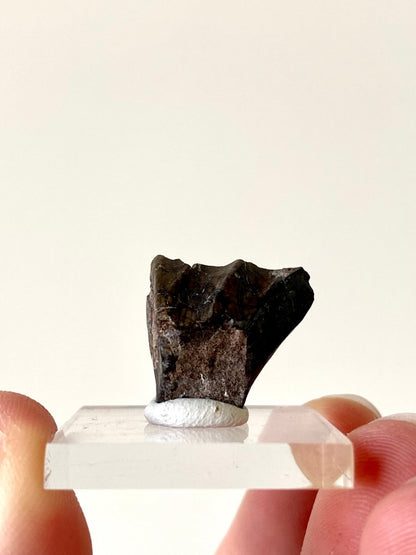 0.86" Ouranosaurus nigeriensis, dinosaur tooth - FossilsAndMore