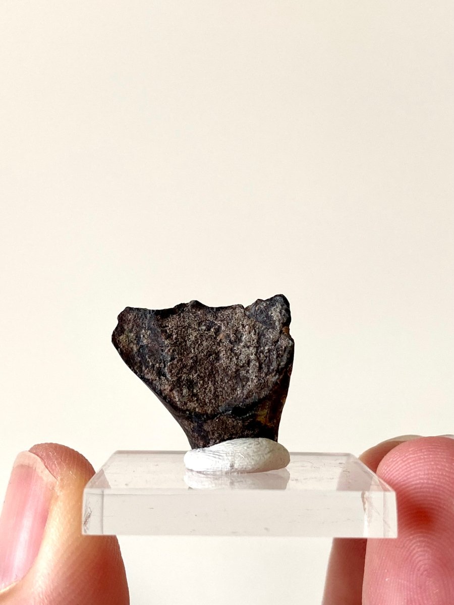 0.86" Ouranosaurus nigeriensis, dinosaur tooth - FossilsAndMore