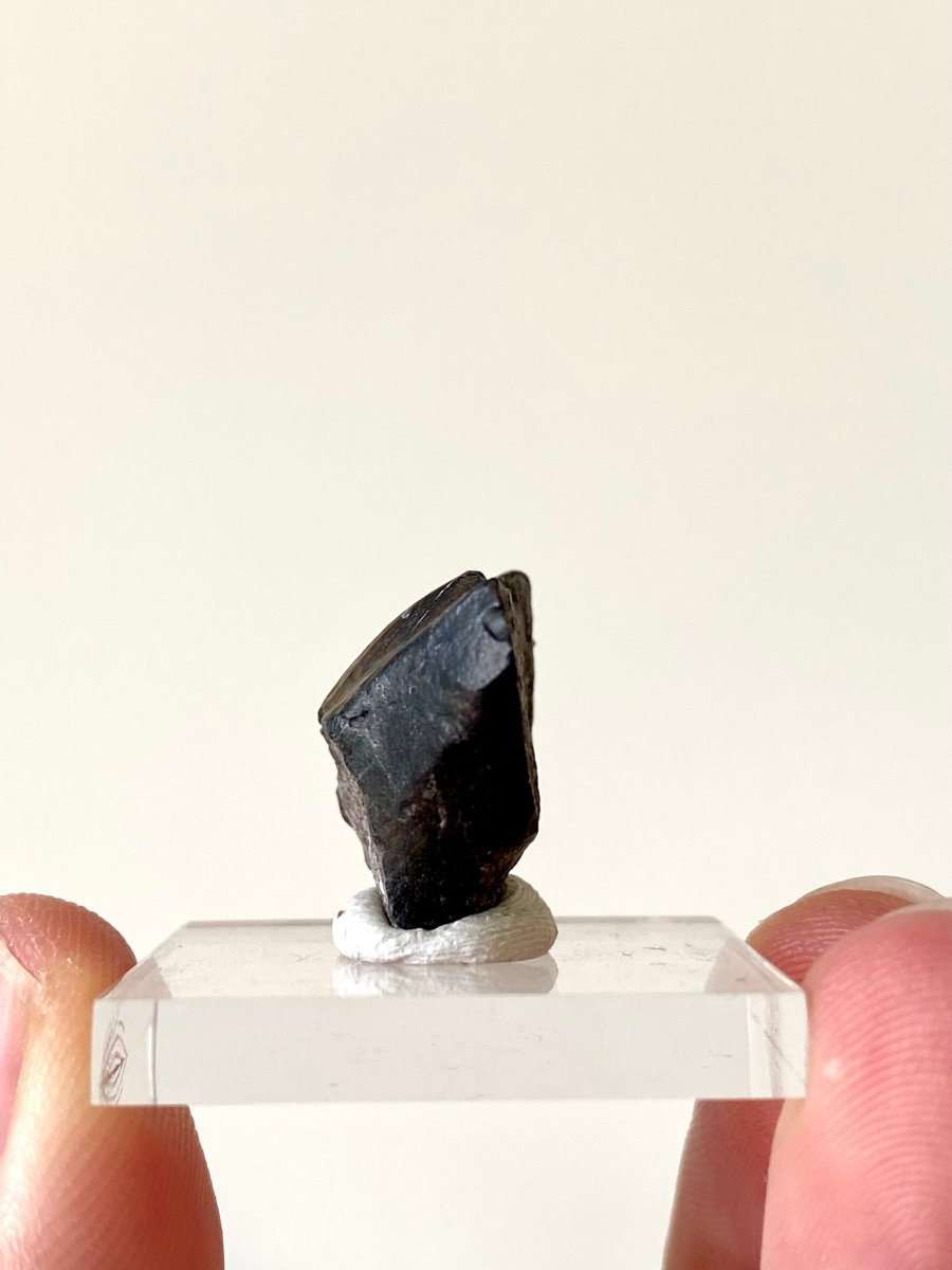 0.86" Ouranosaurus nigeriensis, dinosaur tooth - FossilsAndMore