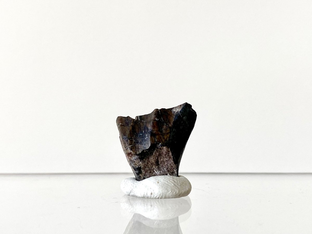 0.86" Ouranosaurus nigeriensis, dinosaur tooth - FossilsAndMore