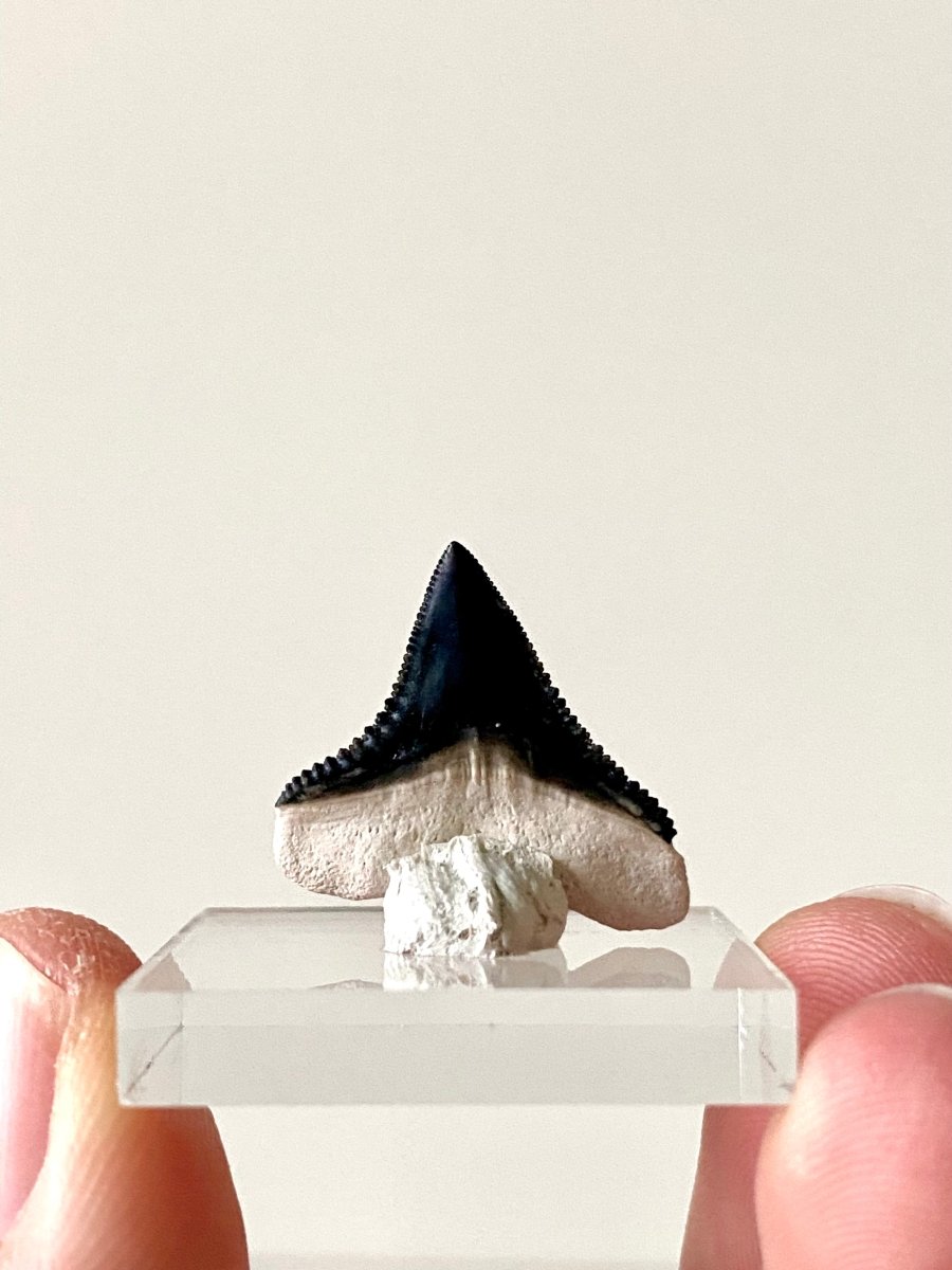 0.87" Bone Valley Bull shark fossil tooth - FossilsAndMore