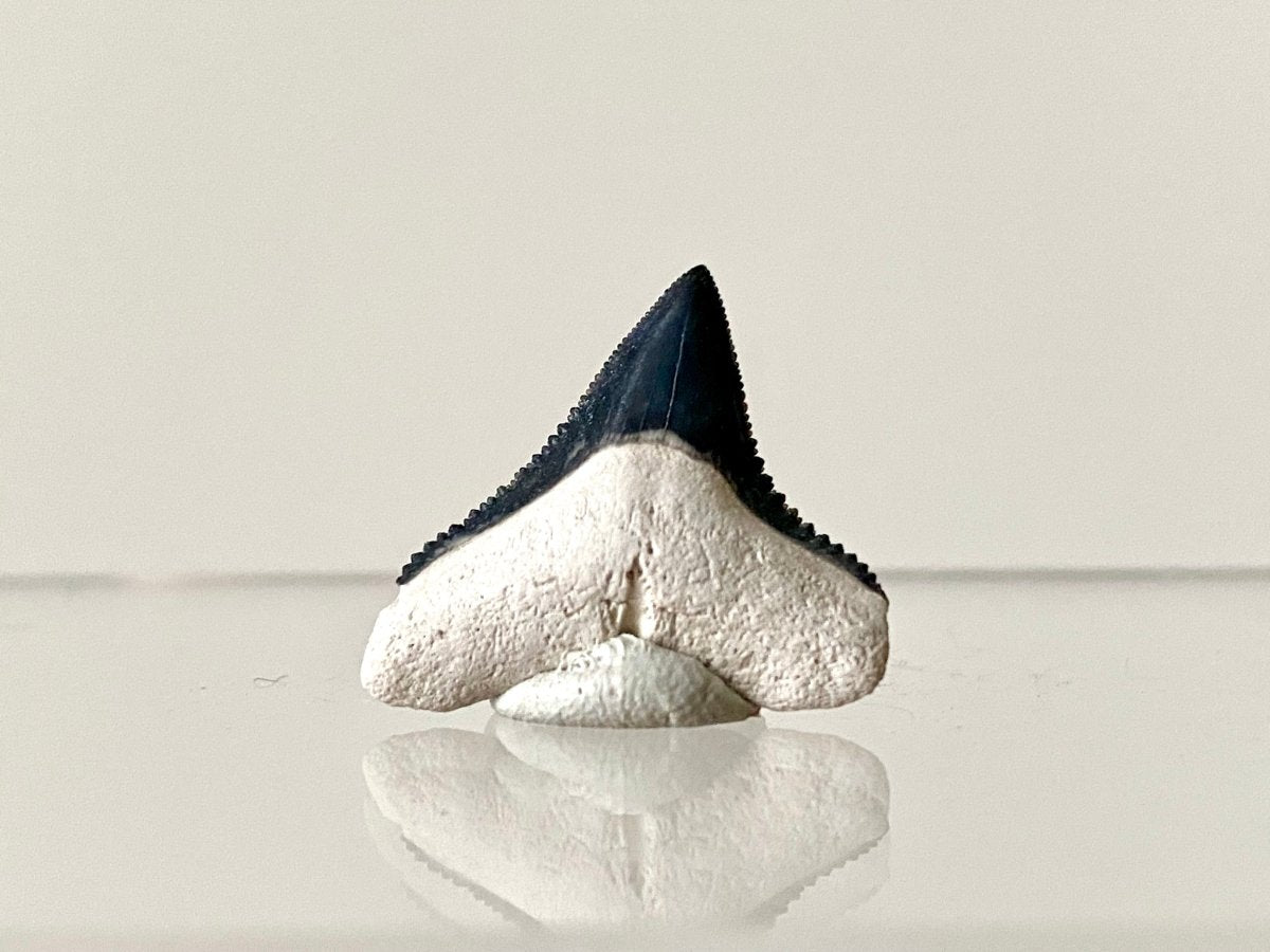 0.87" Bone Valley Bull shark fossil tooth - FossilsAndMore