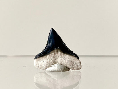 0.87" Bone Valley Bull shark fossil tooth - FossilsAndMore