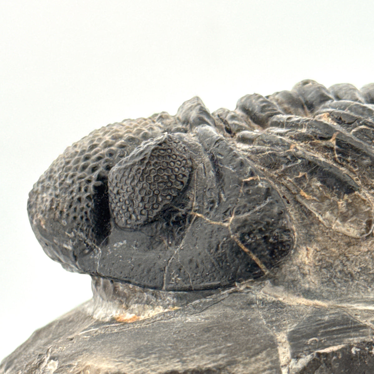 Drotops megalomanicus trilobiet fossiel uit Marokko | 10,06 cm