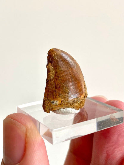 0.90" Carcharodontosaurus fossil tooth, Dinosaur tooth - FossilsAndMore