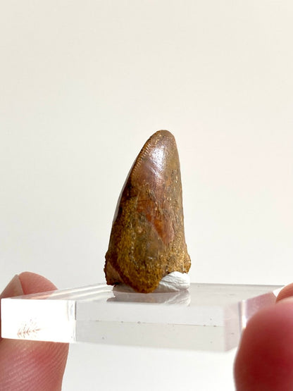 0.90" Carcharodontosaurus fossil tooth, Dinosaur tooth - FossilsAndMore