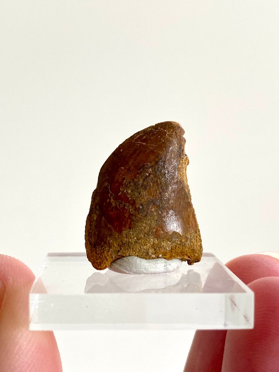 0.90" Carcharodontosaurus fossil tooth, Dinosaur tooth - FossilsAndMore