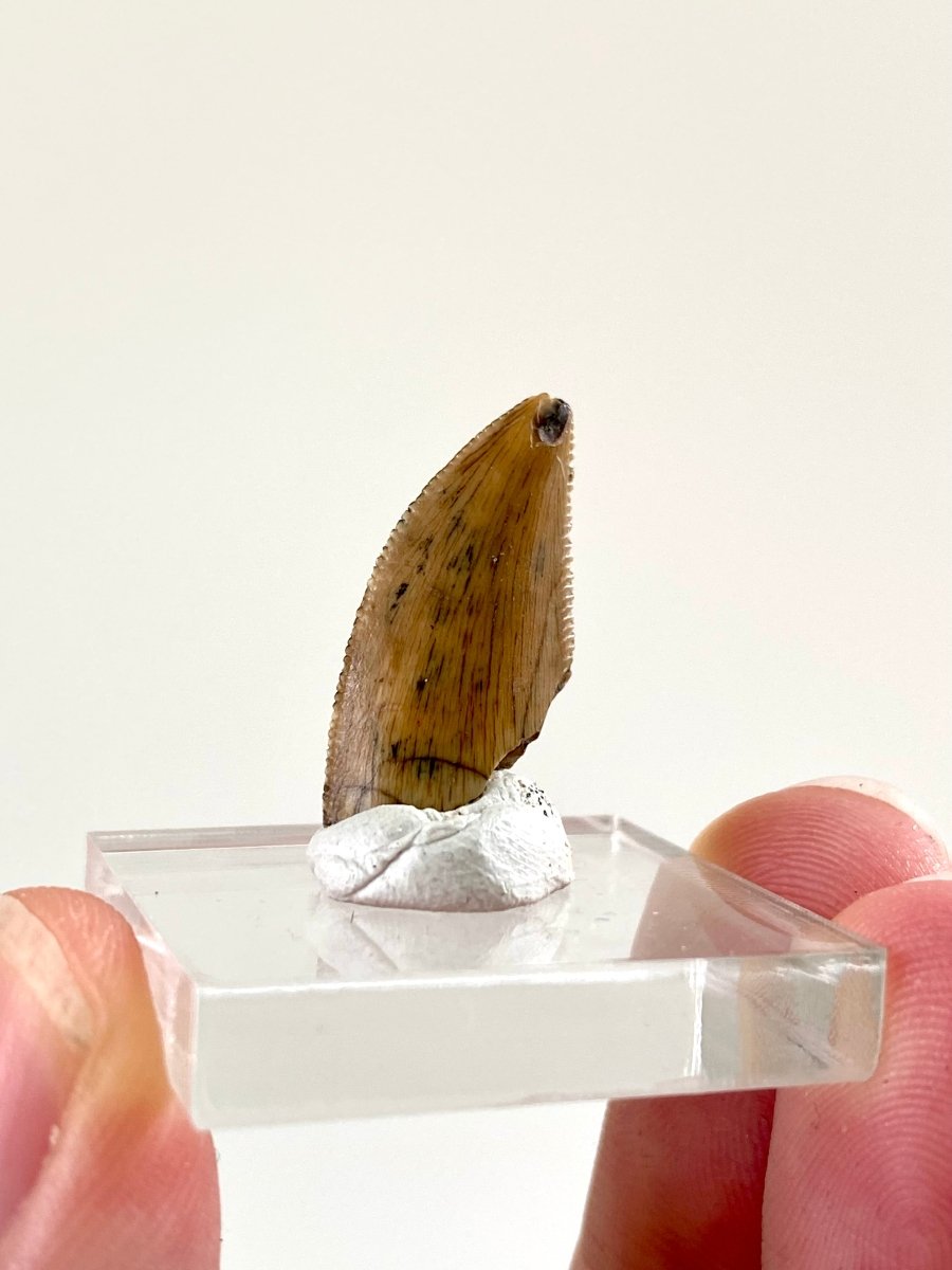 0.91" Majungasaurus tooth, Rare theropod dinosaur fossil tooth - FossilsAndMore