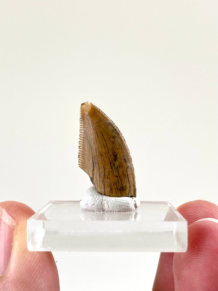 0.91" Majungasaurus tooth, Rare theropod dinosaur fossil tooth - FossilsAndMore