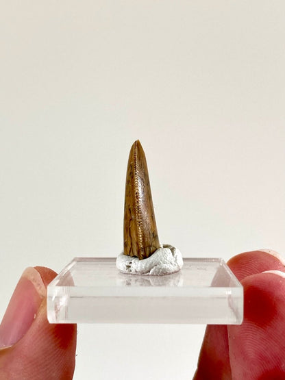 0.91" Majungasaurus tooth, Rare theropod dinosaur fossil tooth - FossilsAndMore