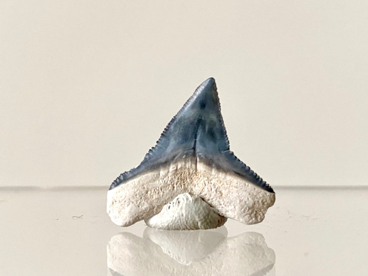 0.93" Bone Valley Bull shark fossil tooth - FossilsAndMore