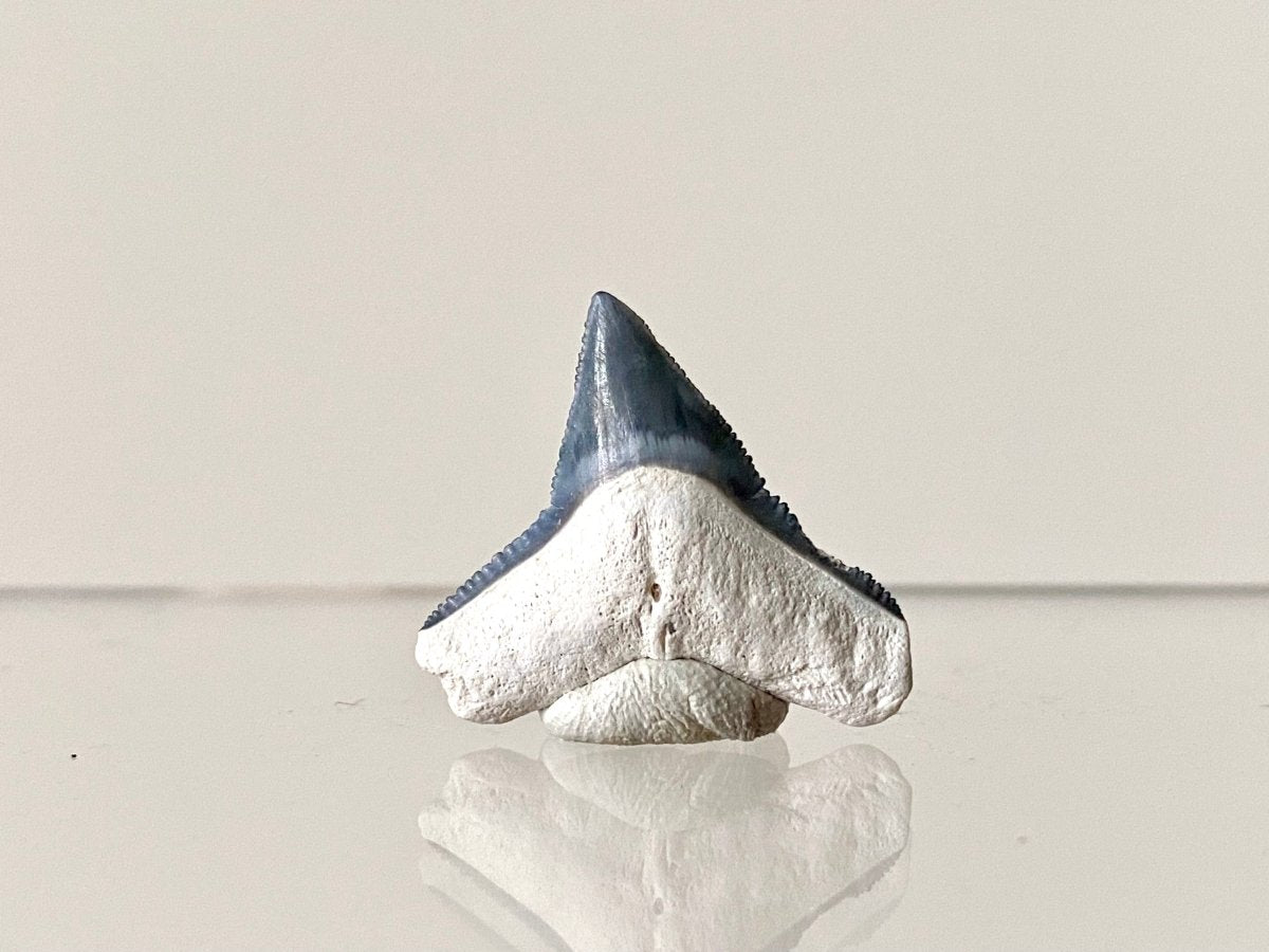 0.93" Bone Valley Bull shark fossil tooth - FossilsAndMore