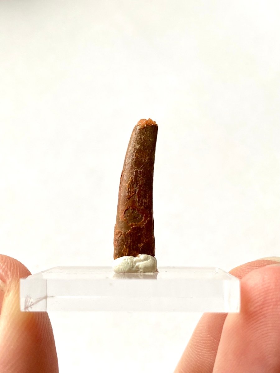 0.93" Pterosaur fossil tooth (Siroccopteryx), flying reptlie, dinosaur age - FossilsAndMore