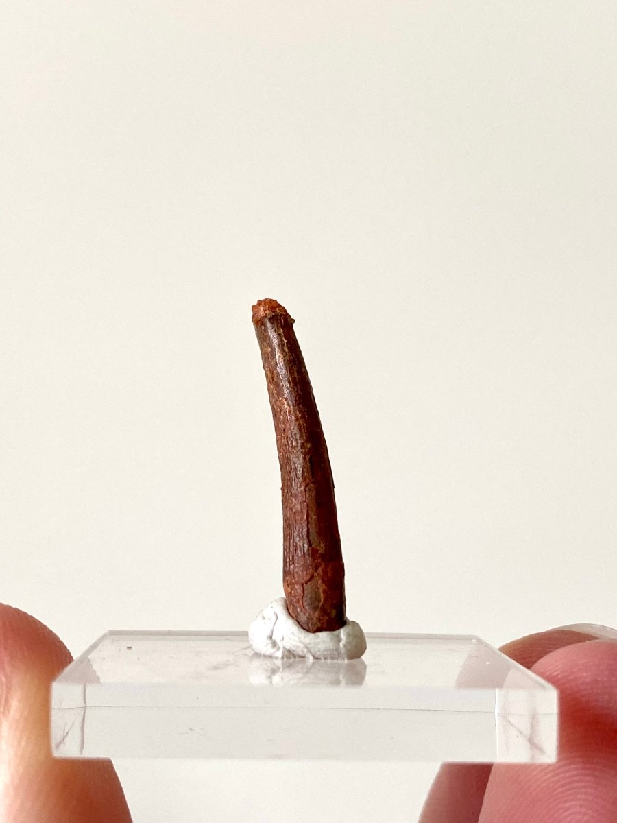 0.93" Pterosaur fossil tooth (Siroccopteryx), flying reptlie, dinosaur age - FossilsAndMore