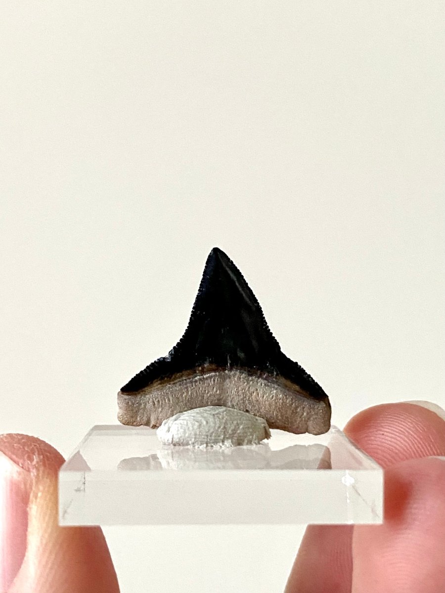 0.94" Bone Valley Bull shark fossil tooth - FossilsAndMore