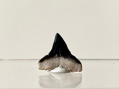 0.94" Bone Valley Bull shark fossil tooth - FossilsAndMore