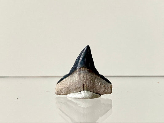 0.94" Bone Valley Bull shark fossil tooth - FossilsAndMore