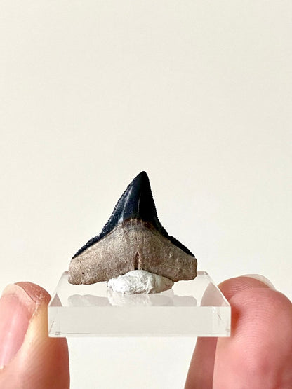 0.94" Bone Valley Bull shark fossil tooth - FossilsAndMore