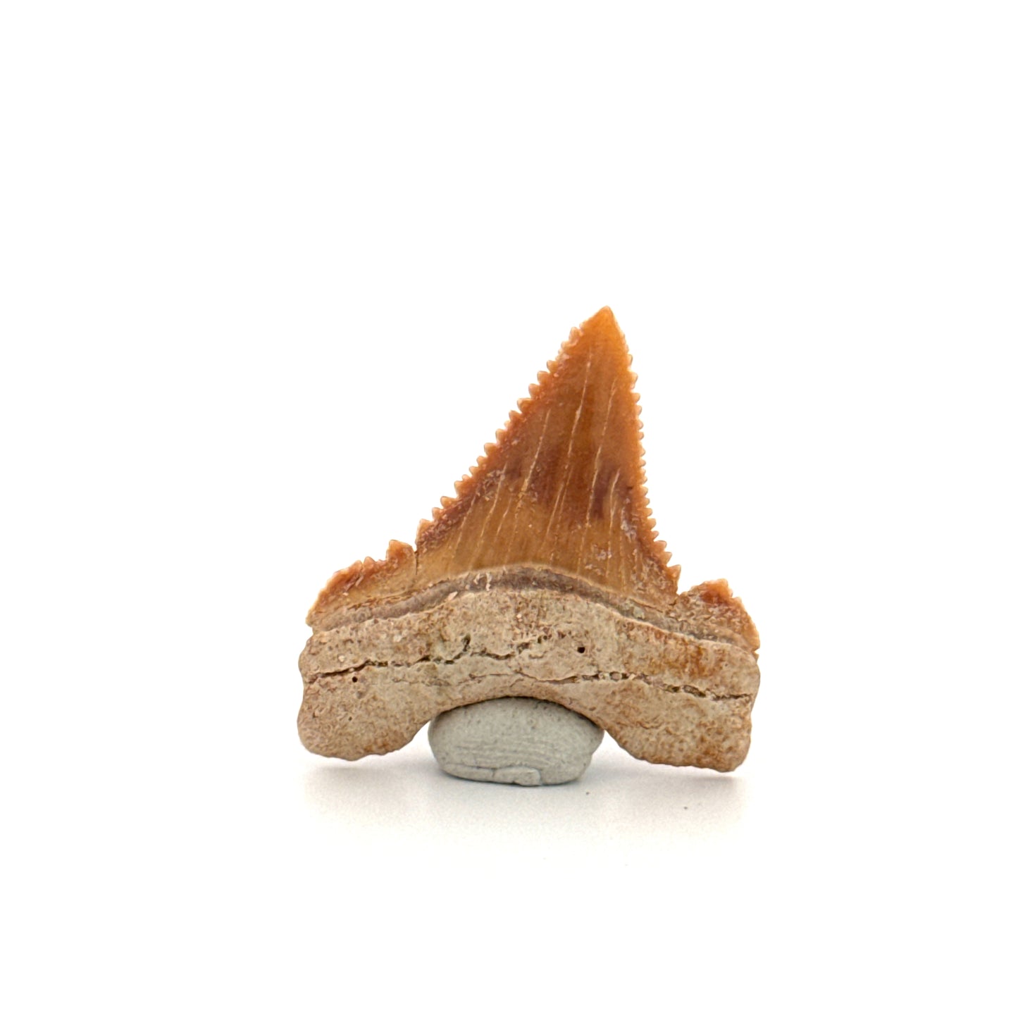 Palaeocarcharodon orientalis Tooth (1.22") from Morocco