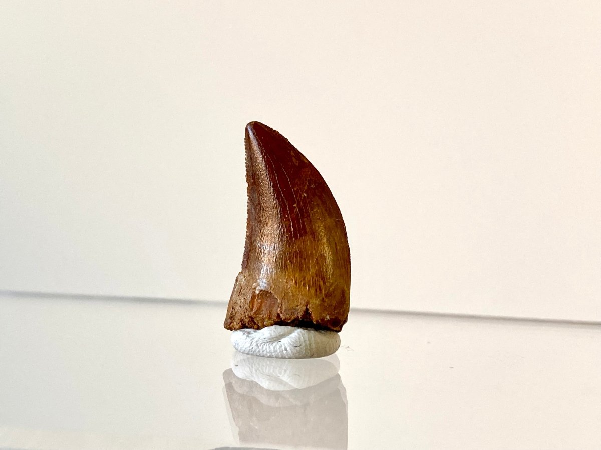 0.95" Carcharodontosaurus fossil tooth, Dinosaur tooth - FossilsAndMore