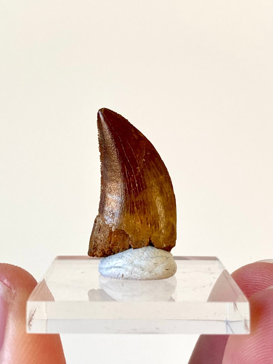 0.95" Carcharodontosaurus fossil tooth, Dinosaur tooth - FossilsAndMore