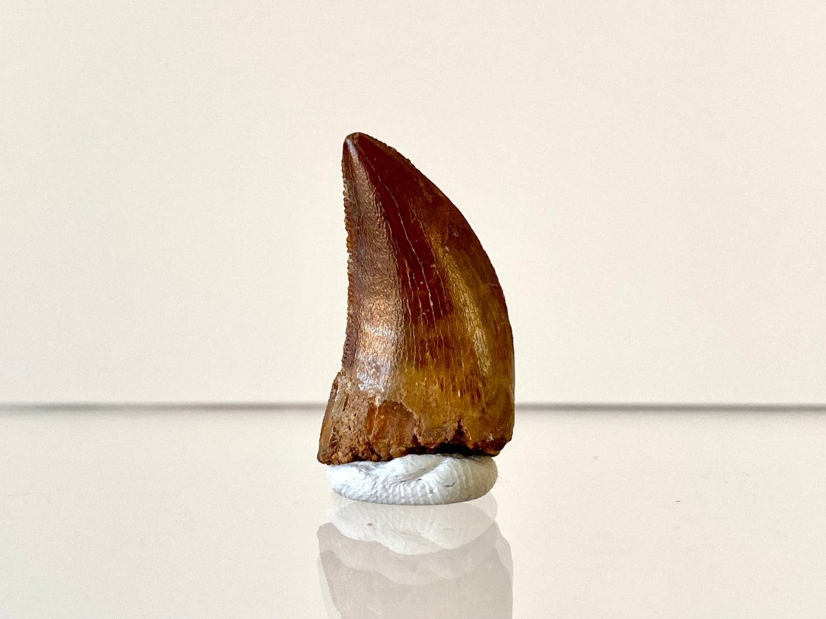 0.95" Carcharodontosaurus fossil tooth, Dinosaur tooth - FossilsAndMore