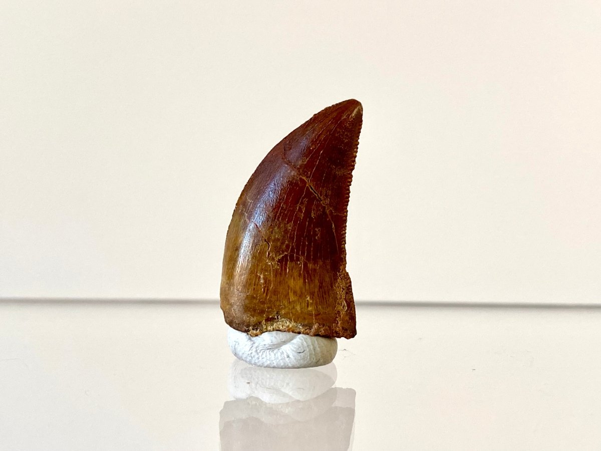 0.95" Carcharodontosaurus fossil tooth, Dinosaur tooth - FossilsAndMore