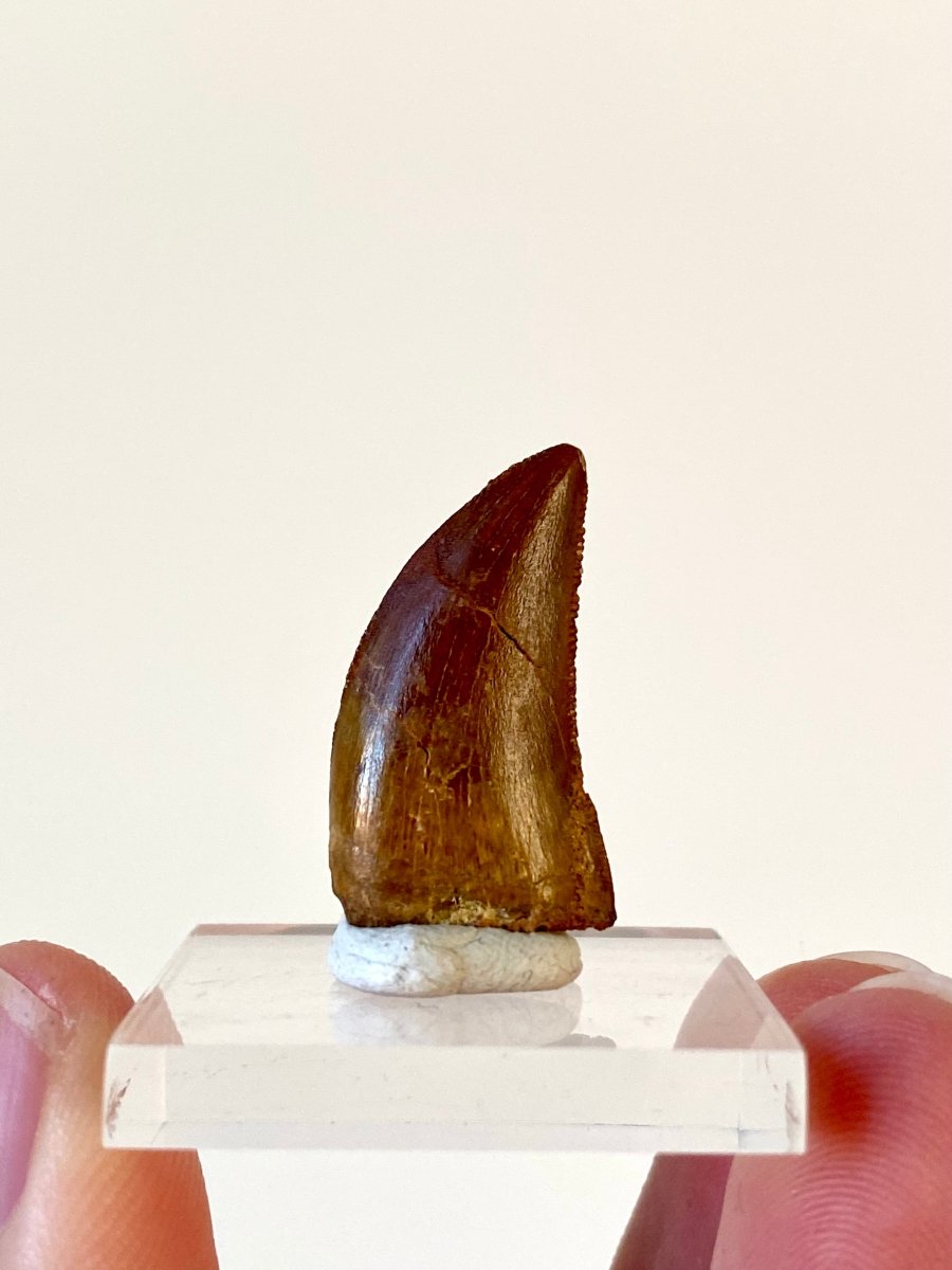 0.95" Carcharodontosaurus fossil tooth, Dinosaur tooth - FossilsAndMore