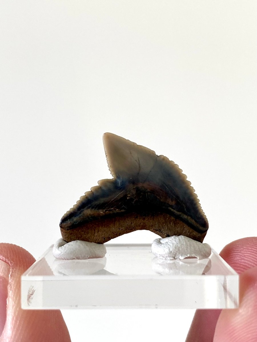 0.97" Galeocerdo Cuvier shark tooth fossil - FossilsAndMore