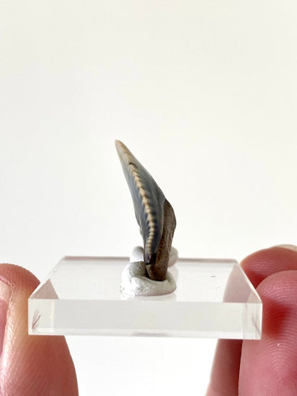 0.97" Galeocerdo Cuvier shark tooth fossil - FossilsAndMore