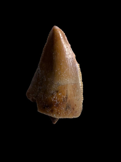 0.97" Large Majungasaurus tooth, Rare theropod dinosaur fossil tooth - FossilsAndMore