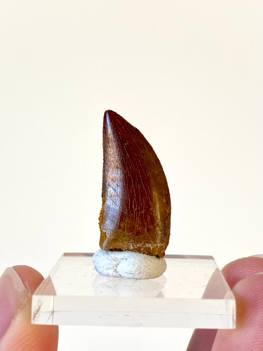 0.98" Carcharodontosaurus fossil tooth, Dinosaur tooth - FossilsAndMore