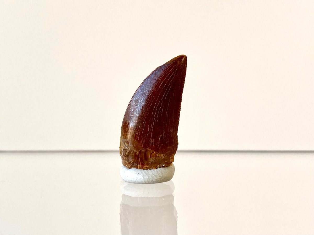 0.98" Carcharodontosaurus fossil tooth, Dinosaur tooth - FossilsAndMore